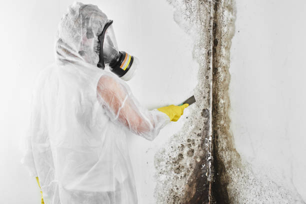 Best Crawl Space Mold Remediation in Santa Clara, UT