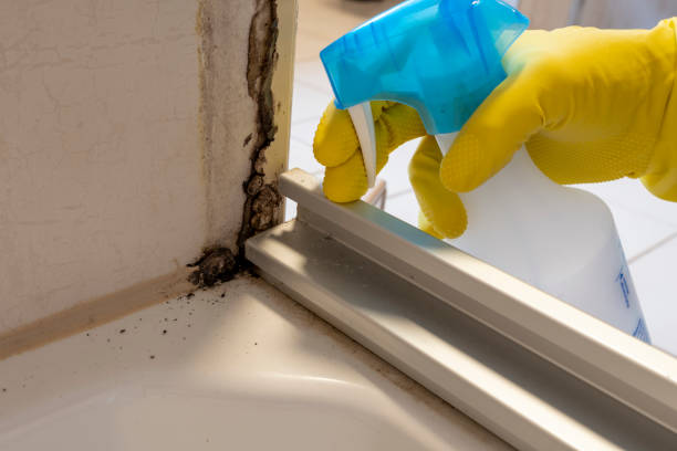 Best Preventive Mold Services in Santa Clara, UT