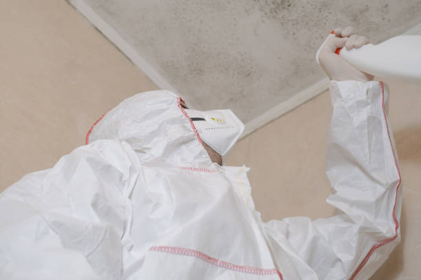 Best Attic Mold Remediation in Santa Clara, UT