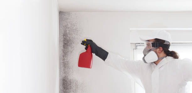 Best Commercial Mold Remediation in Santa Clara, UT