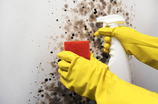 Best Bathroom Mold Remediation in Santa Clara, UT