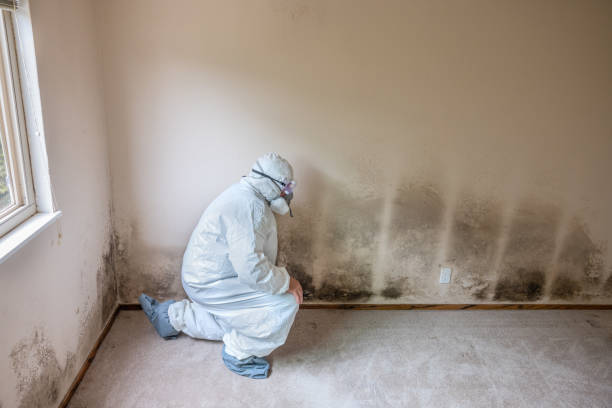 Best Post-Flood Mold Remediation in Santa Clara, UT