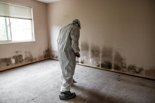 Best Localized Mold Remediation (e.g., coastal areas, humid climates) in Santa Clara, UT