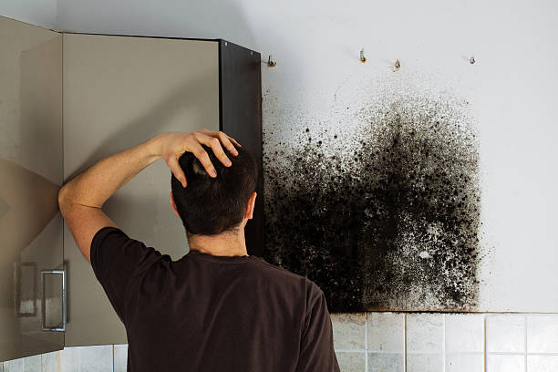 Best Insurance-Related Mold Remediation in Santa Clara, UT